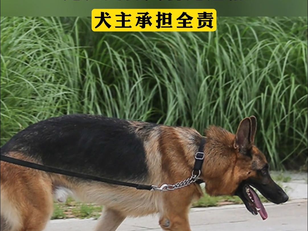 最高法:禁养的烈性犬伤人,无论受害人有无过错,犬主承担全责.哔哩哔哩bilibili