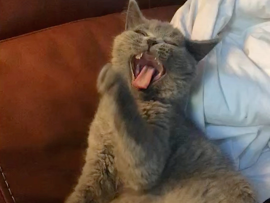搞笑猫咪funny cat
