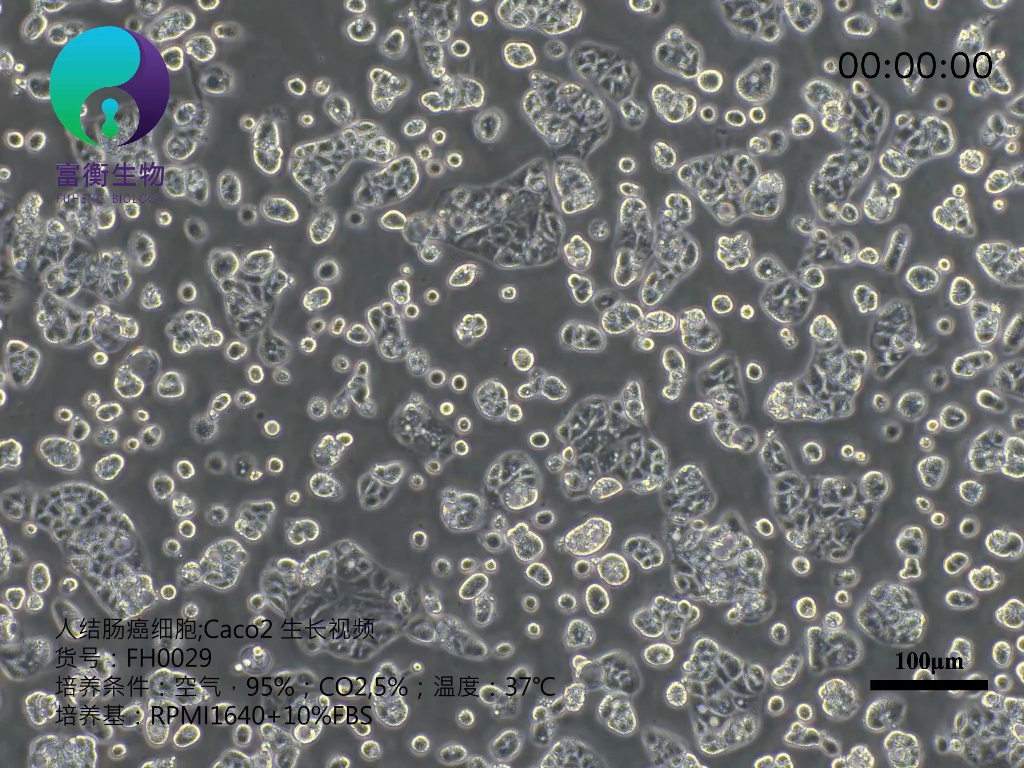 人结肠癌细胞caco2生长视频