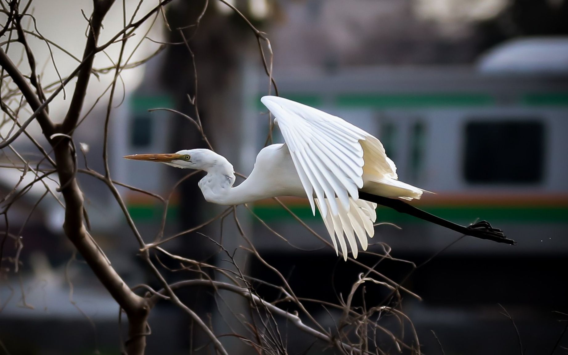 maretumindbrand电吉他推特小视频2019331