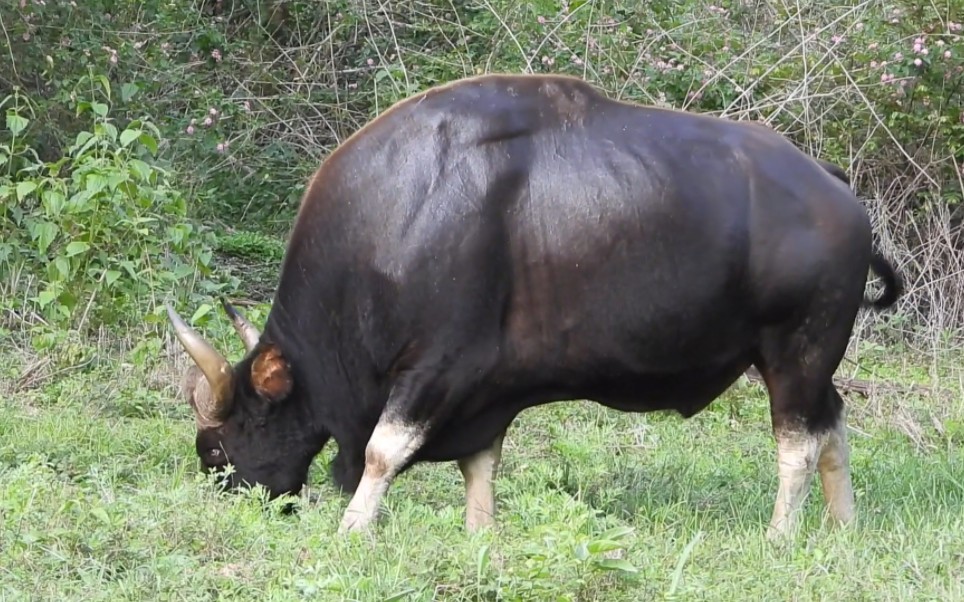 【班迪普尔】一头强壮的牛魔王——白肢野牛