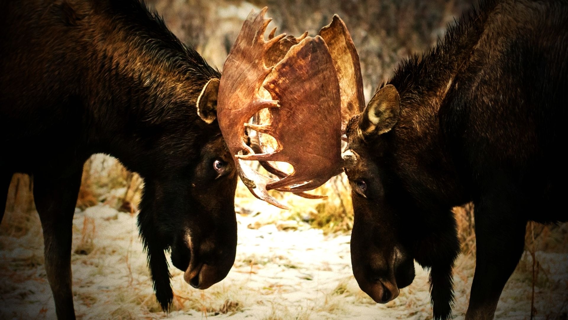 驼鹿:北方荒野的巨人之谜!