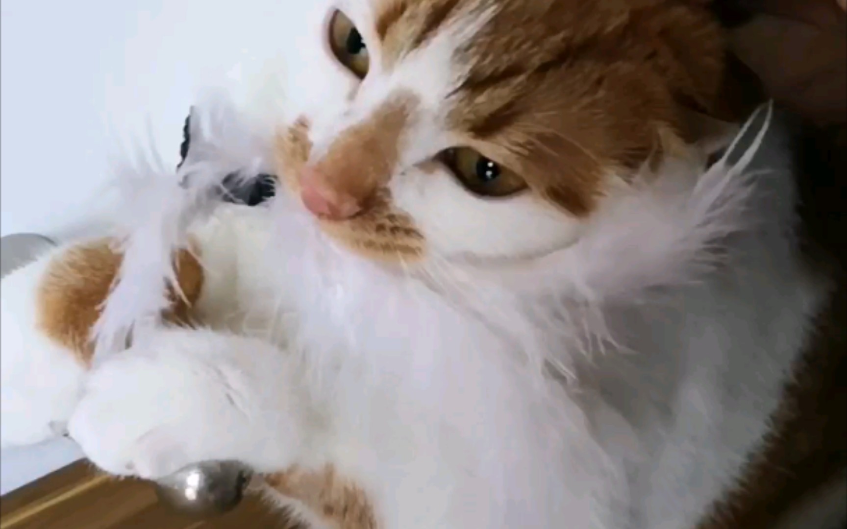 如果你想看看你家猫发疯是什么样的,可以试试这个