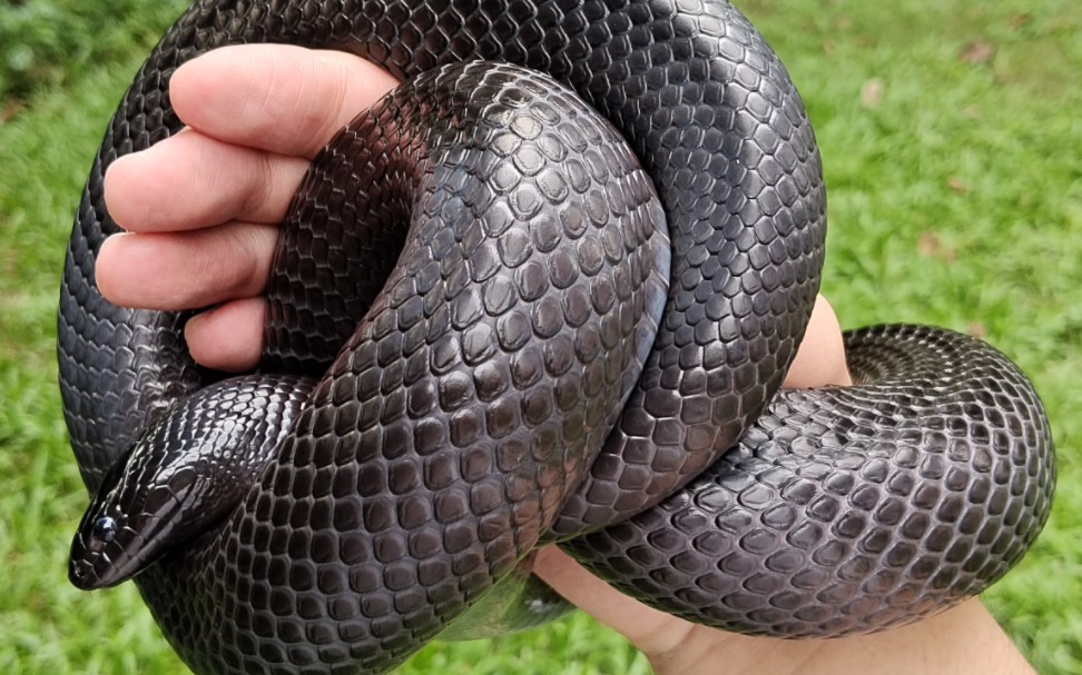 10.22硕蠊带张承风(墨西哥黑王蛇)去公园玩耍,并拍照记录