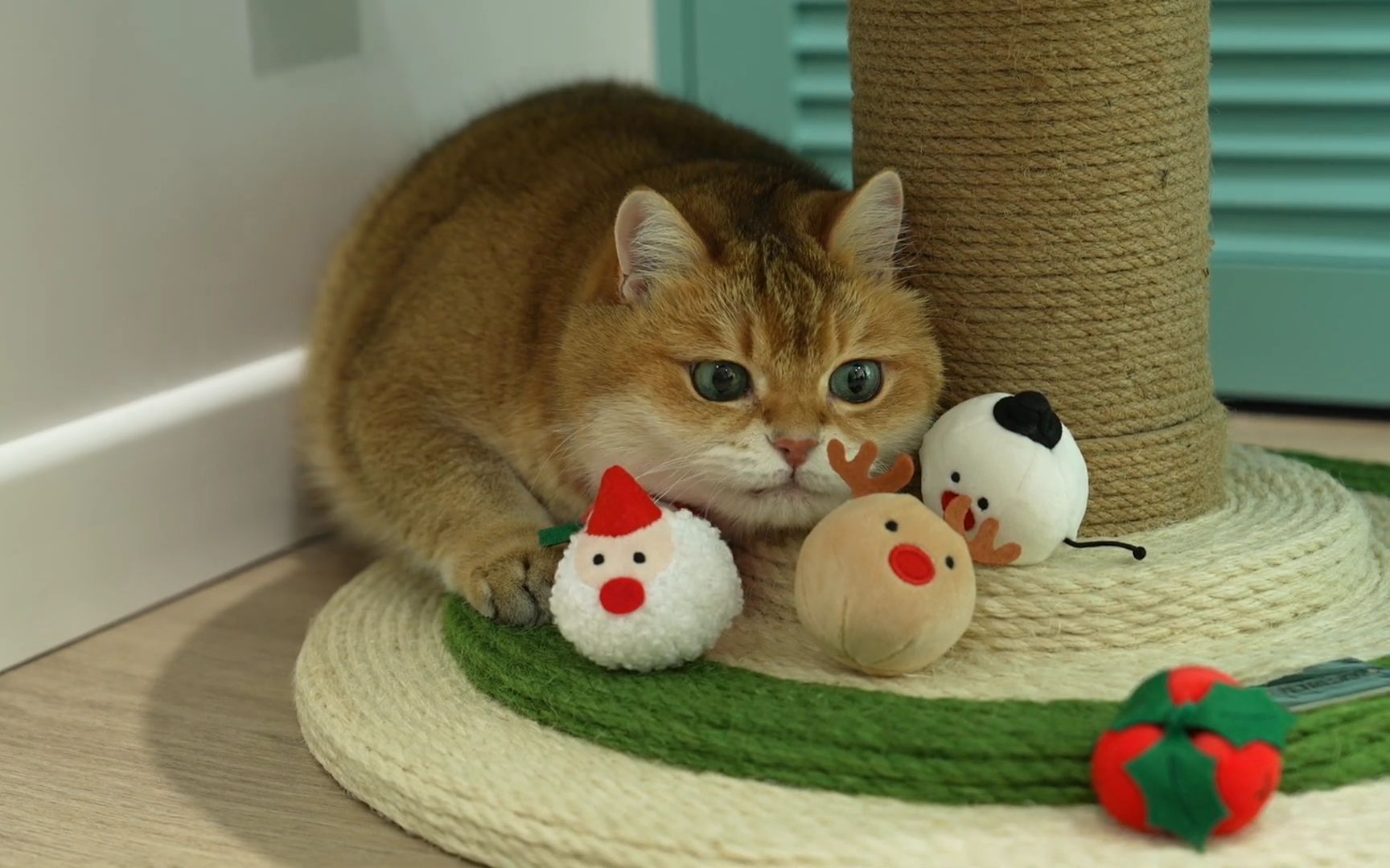 猫猫:不允许任何东西比我可爱