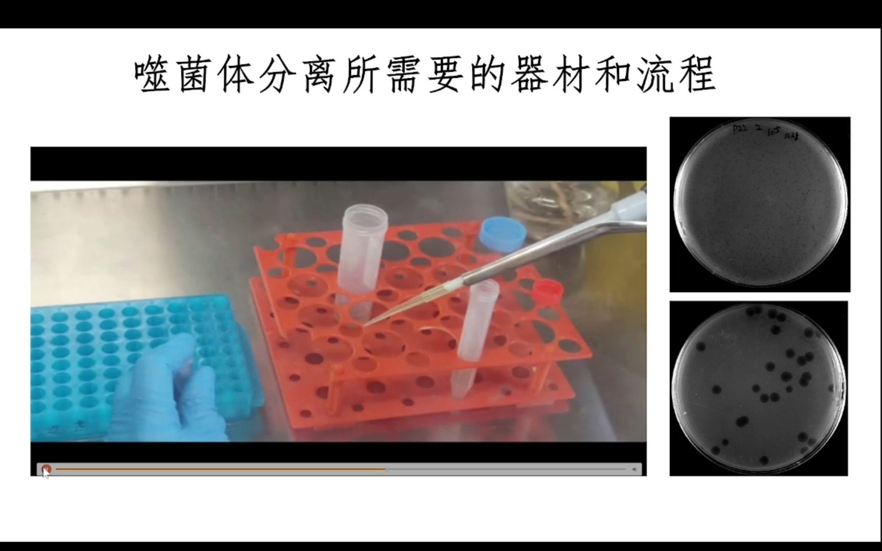 第四周:2023噬菌体分离纯化及基本生物学特性分析哔哩哔哩bilibili