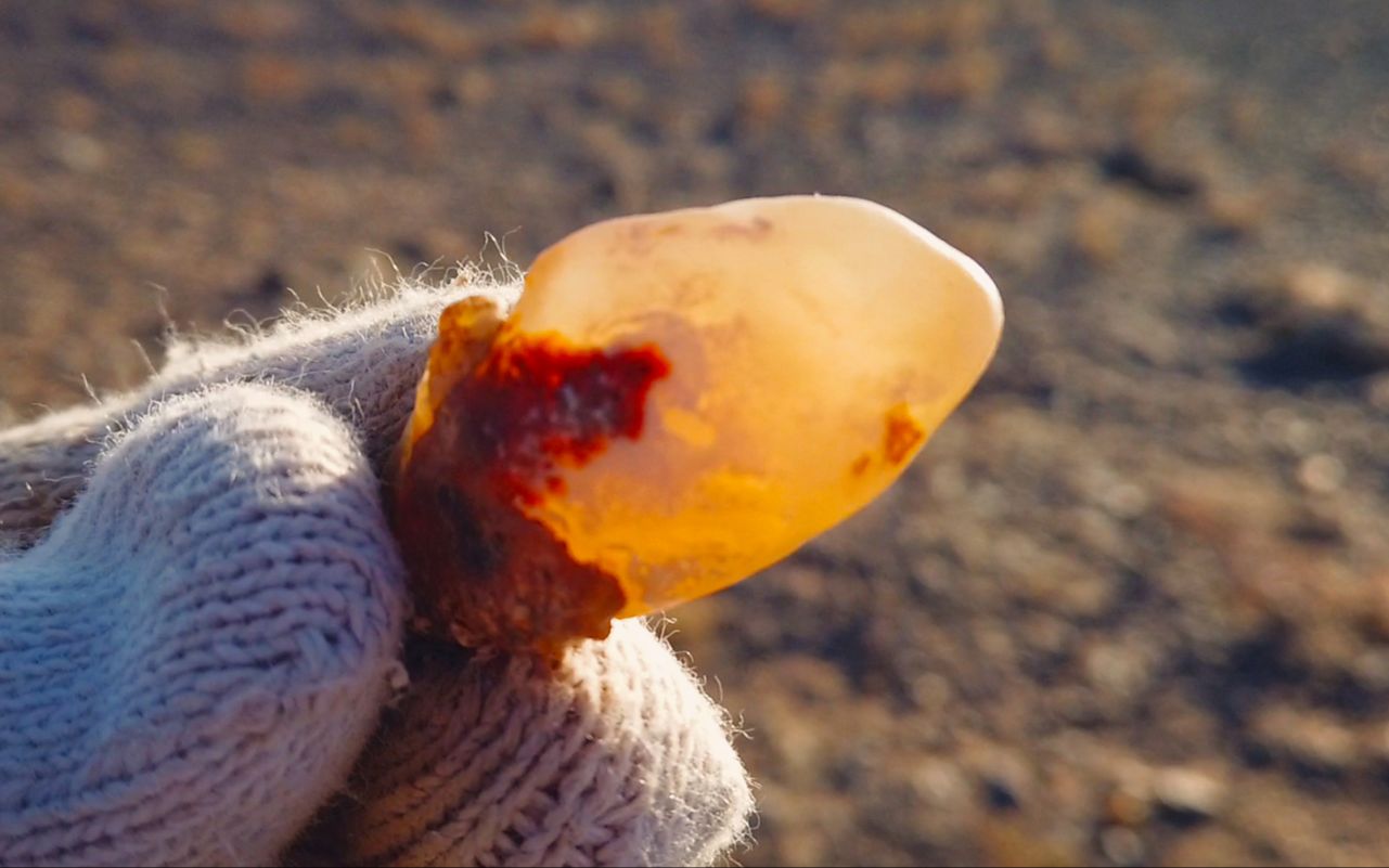 一早醒来就捡石头在晨光的照耀下戈壁滩上的玛瑙显露无遗