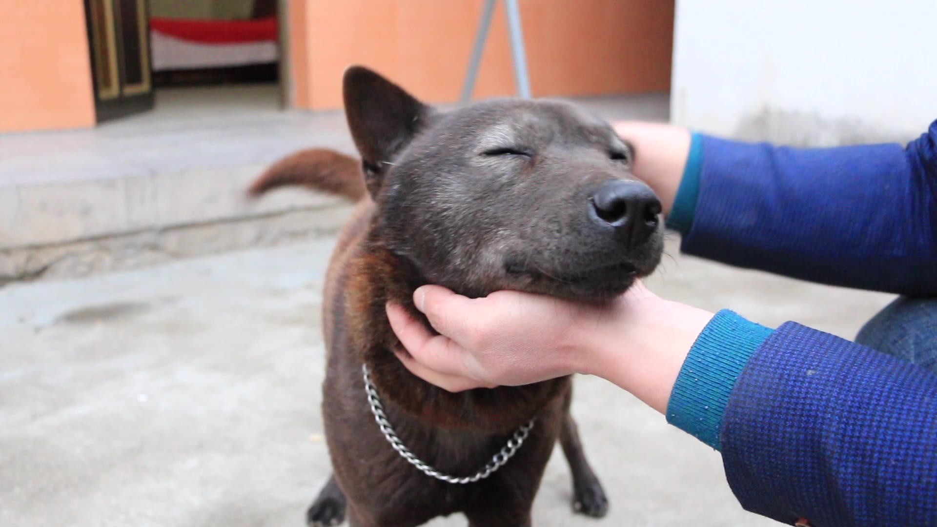 [图]看家护院的中华田园犬，突然猎性大发，不愧是赶山狗的后代