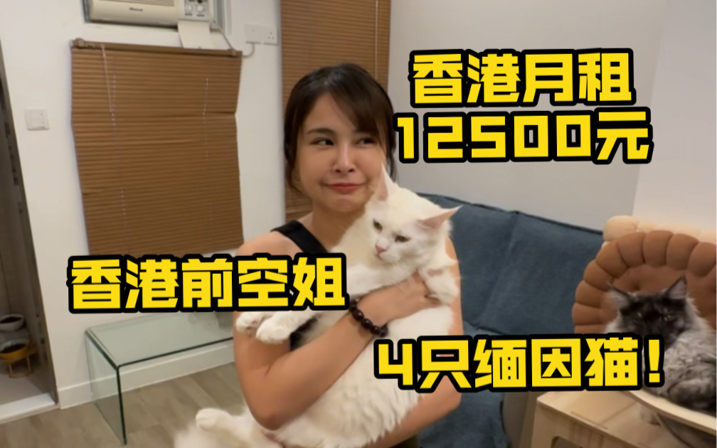 香港月租12500的房子,你们觉得怎么样?竟然有4只缅因猫!哔哩哔哩bilibili