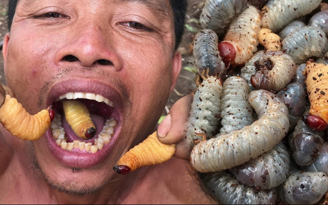 这小虫子 一口一个爆浆呀!_哔哩哔哩_bilibili