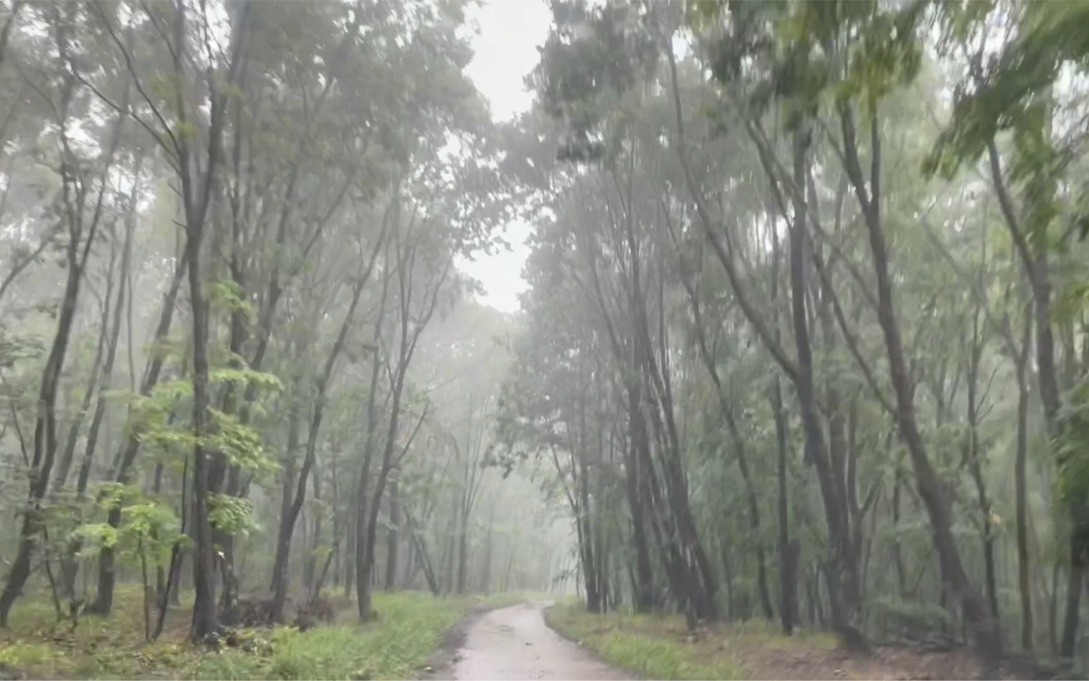 下雨天的林间小路