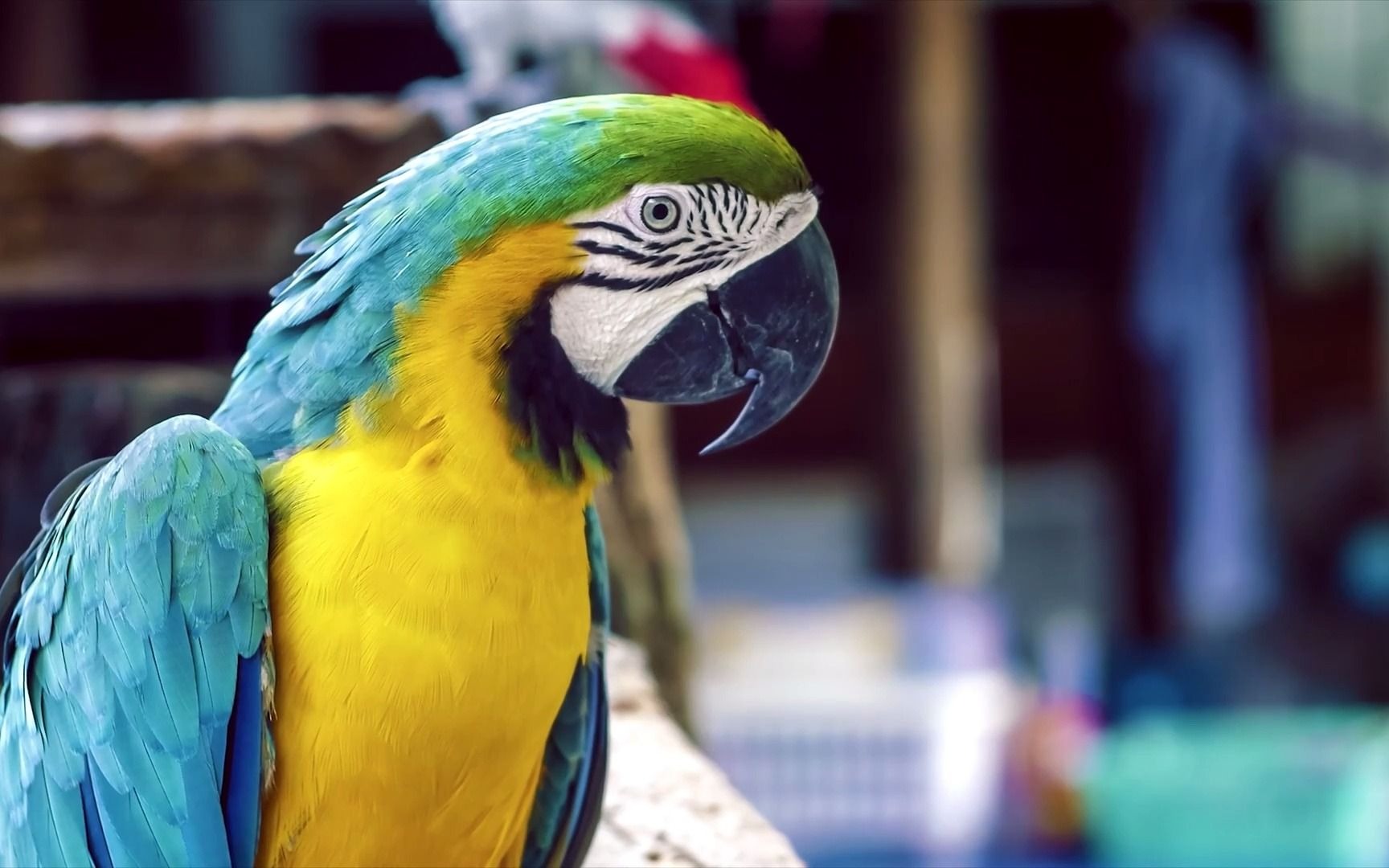 这些外表华丽的鹦鹉,你见过吗?