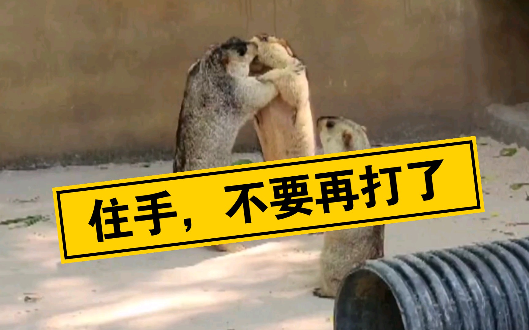 活动作品住手你们不要再打了不要再打了啦
