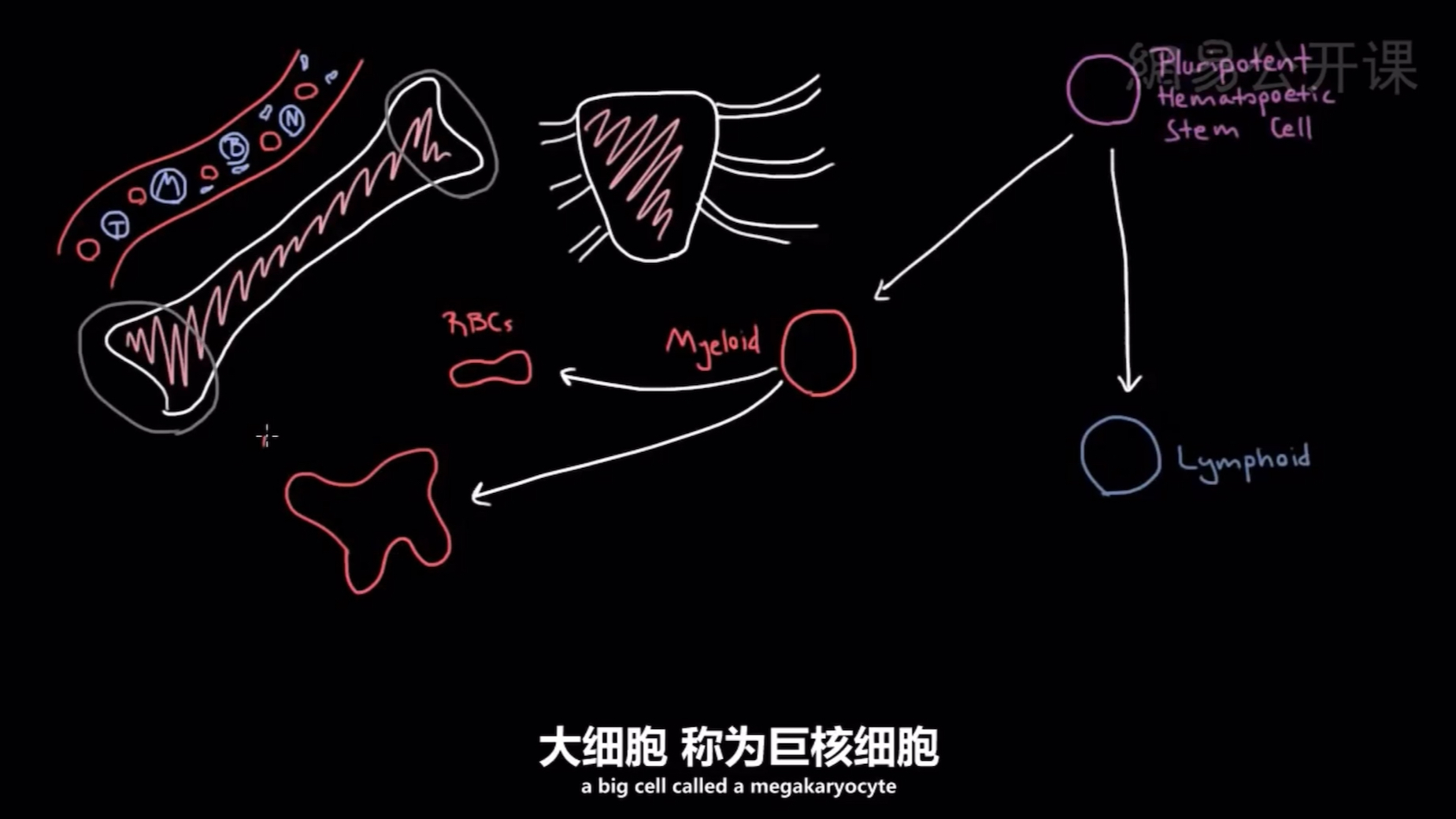 【生理学】血液血细胞的生成哔哩哔哩bilibili