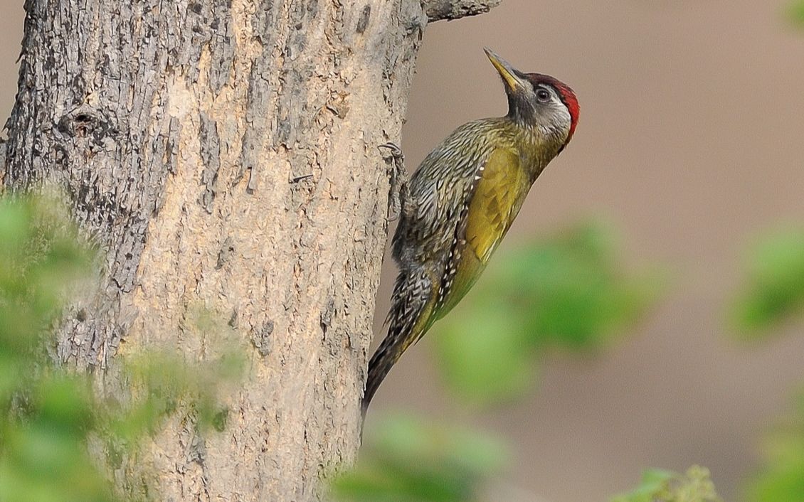 【中国啄木鸟大全】25 鳞喉啄木鸟(picus xanthopygaeus)/(雄性 地面