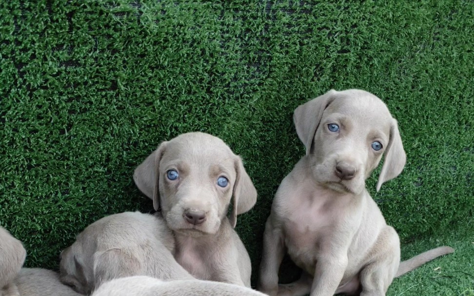 魏玛犬小狗,蓝眼睛