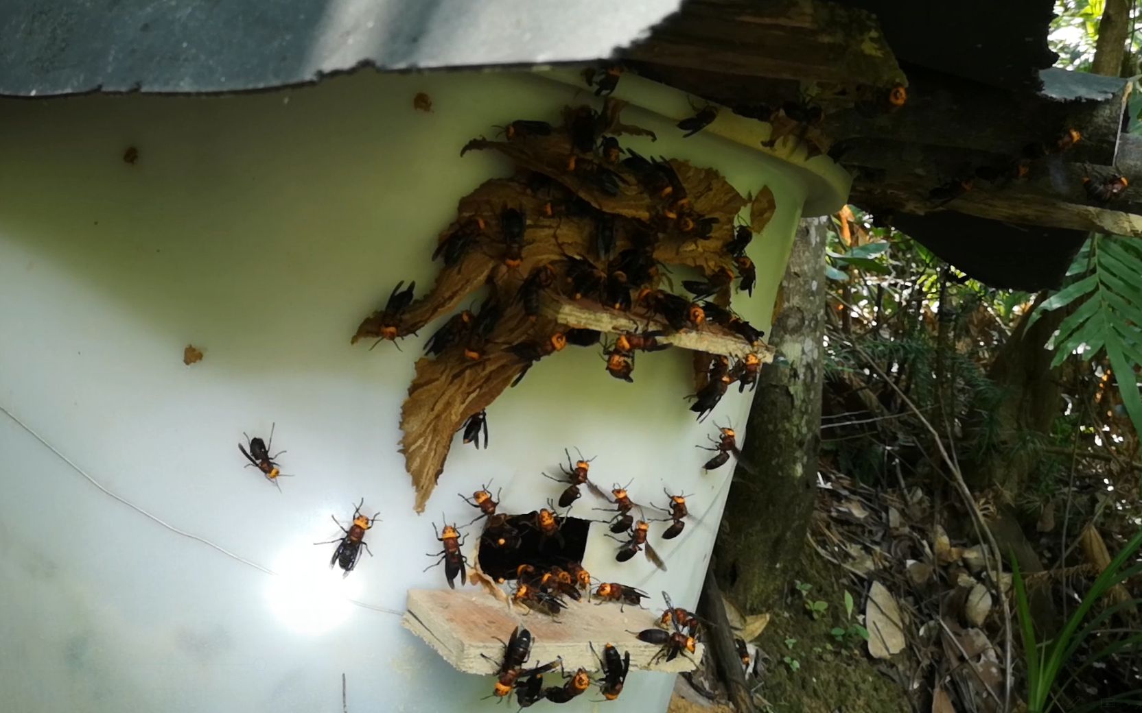 用胶桶养殖胡蜂红娘发展还不错,桶里面的土准备抬完了