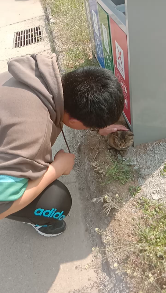 [图]路上偶遇小花猫