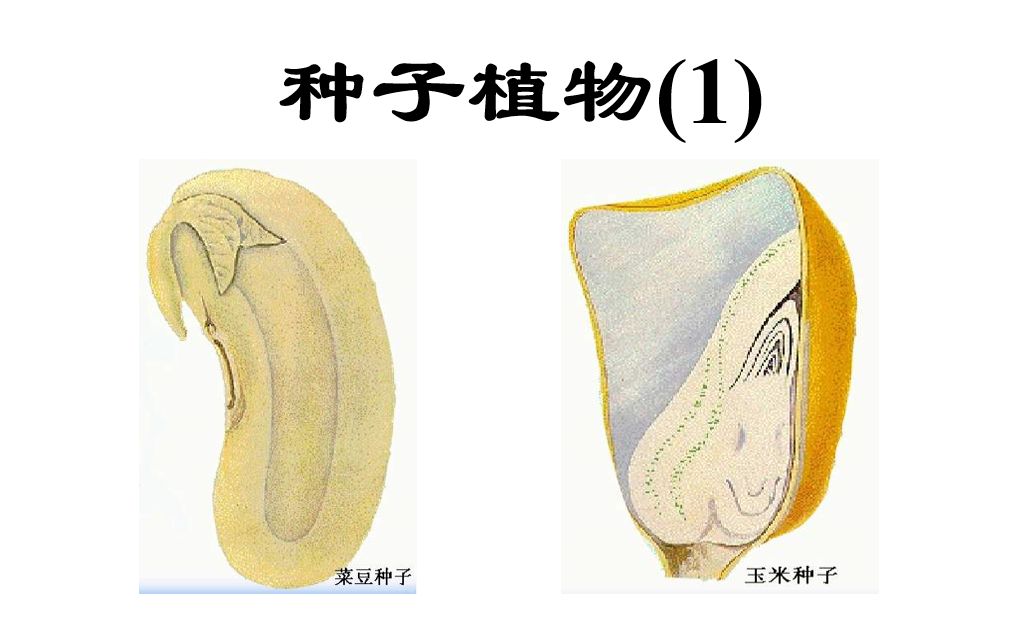 [图]人教版 七年级 初一生物上册 第三单元 生物圈中的绿色植物 第一章 生物圈中有哪些绿色植物 第二节 种子植物（1）