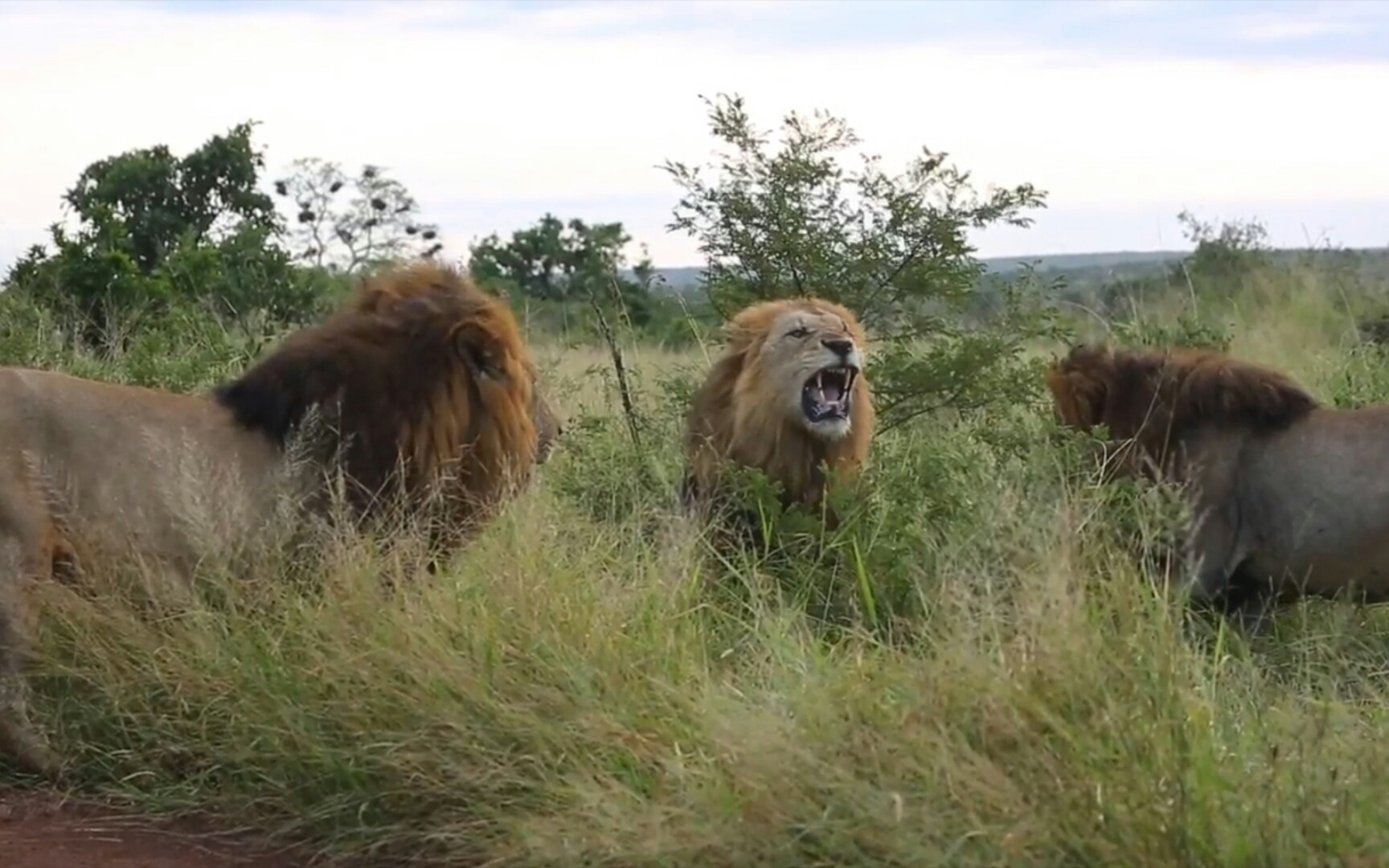 老狮王同时面对四只雄狮的进攻毫不退缩上演草原上最悲壮的一幕