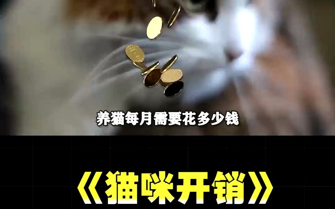 养一只猫咪一个月到底需要花多少钱呢?哔哩哔哩bilibili