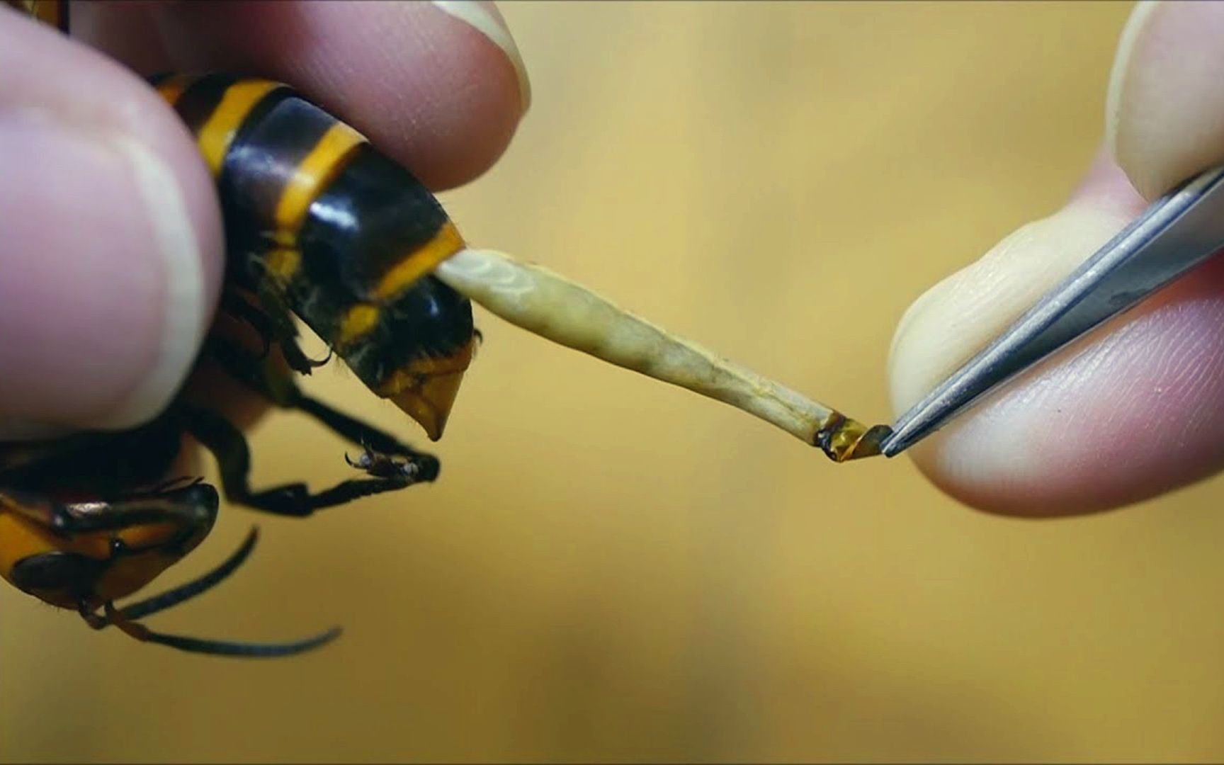 徒手给黄蜂拔寄生虫这可以是好东西都是蛋白质