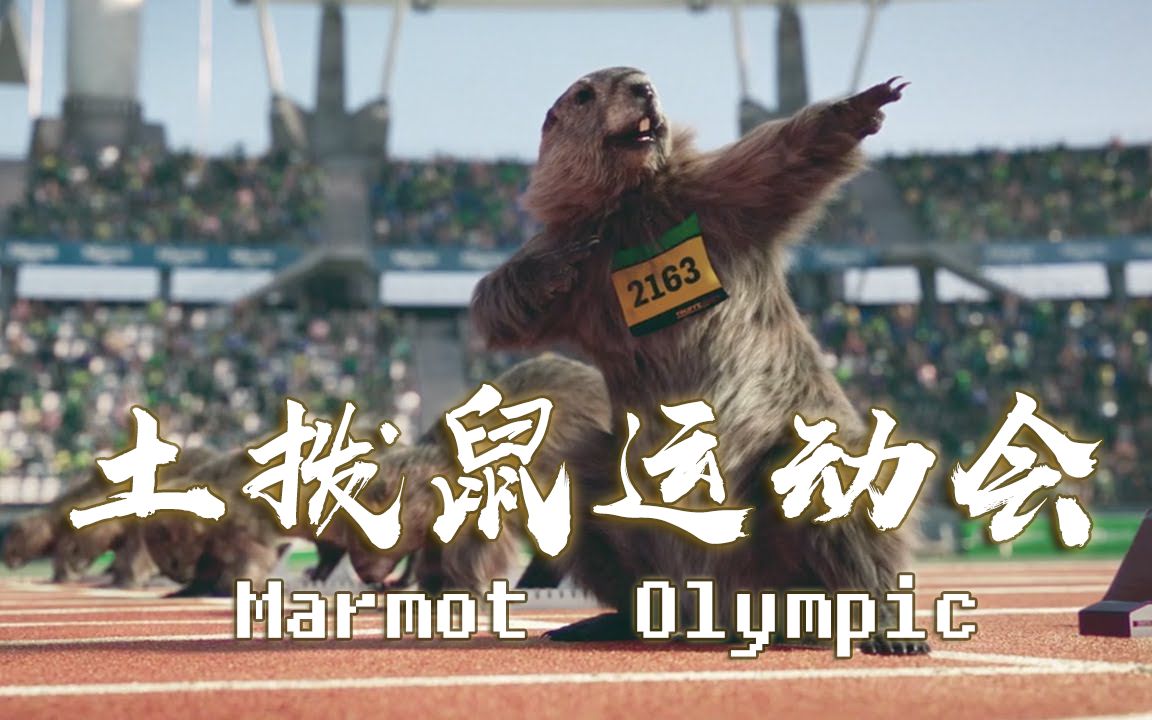 萌死人不偿命土拨鼠运动会marmotolympic