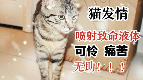 狸花猫 母猫天天发情 喷发致命液体 痛苦 可怜 无助 哔哩哔哩 Bilibili