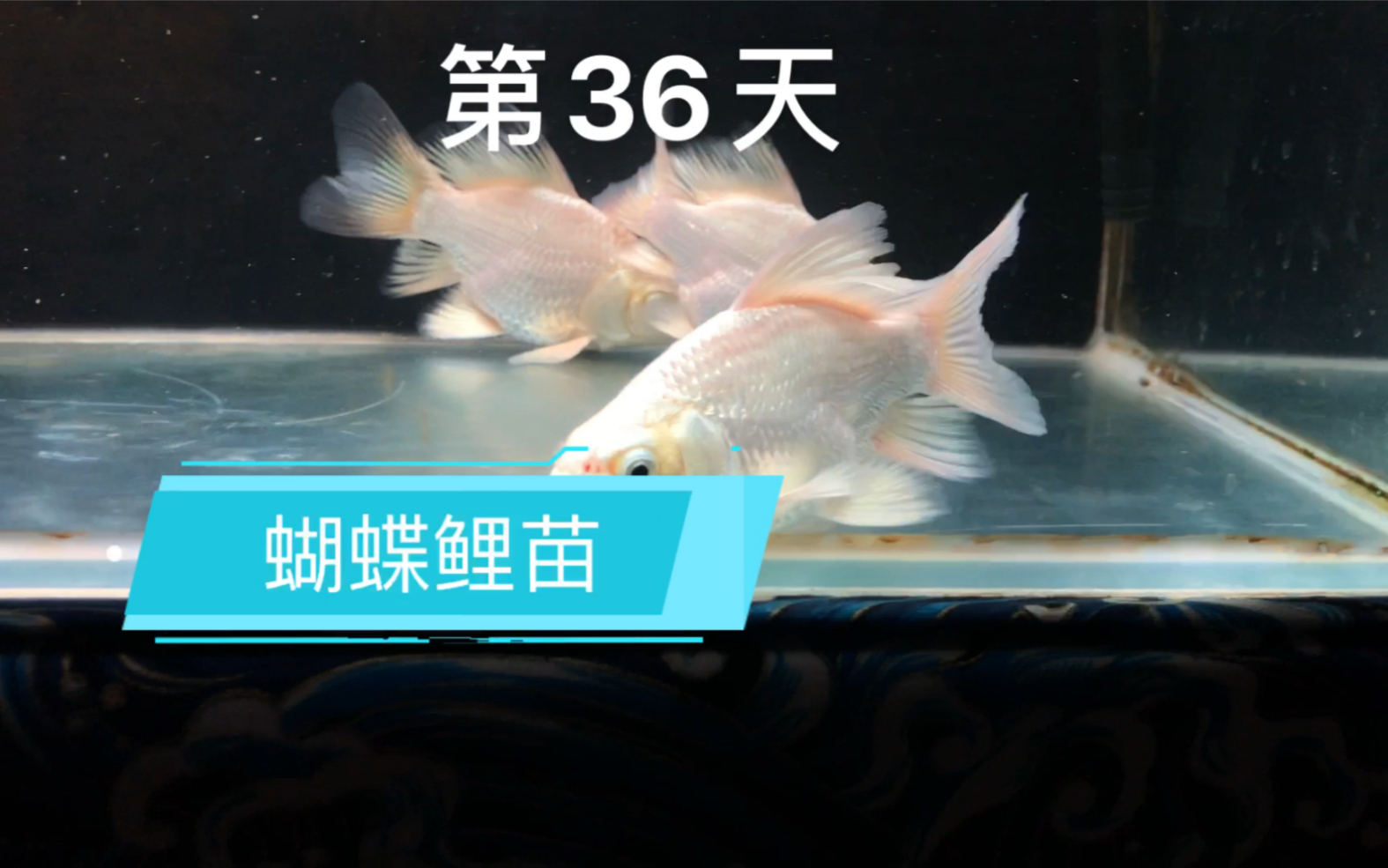 台湾蝴蝶鲤幼鱼图片图片