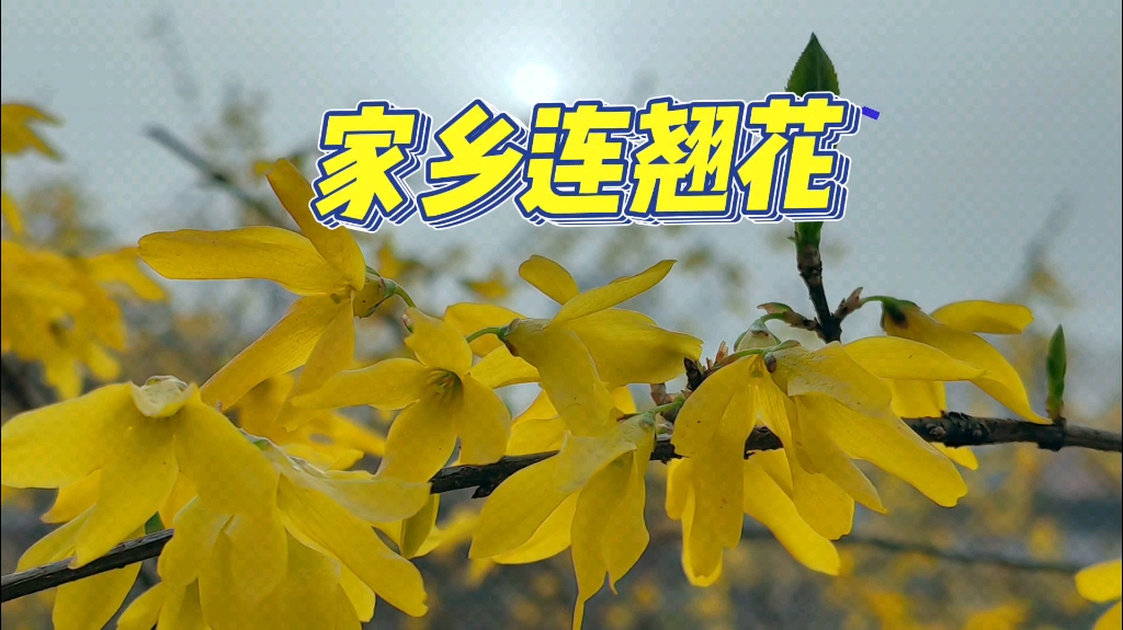连翘多少钱一斤?2020年连翘价格会上涨吗?