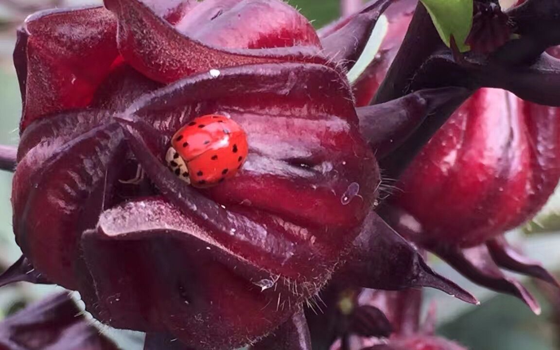 美食记 今日推荐7 洛神果,(roselle):锦葵科草本植物,分布于热带及亚