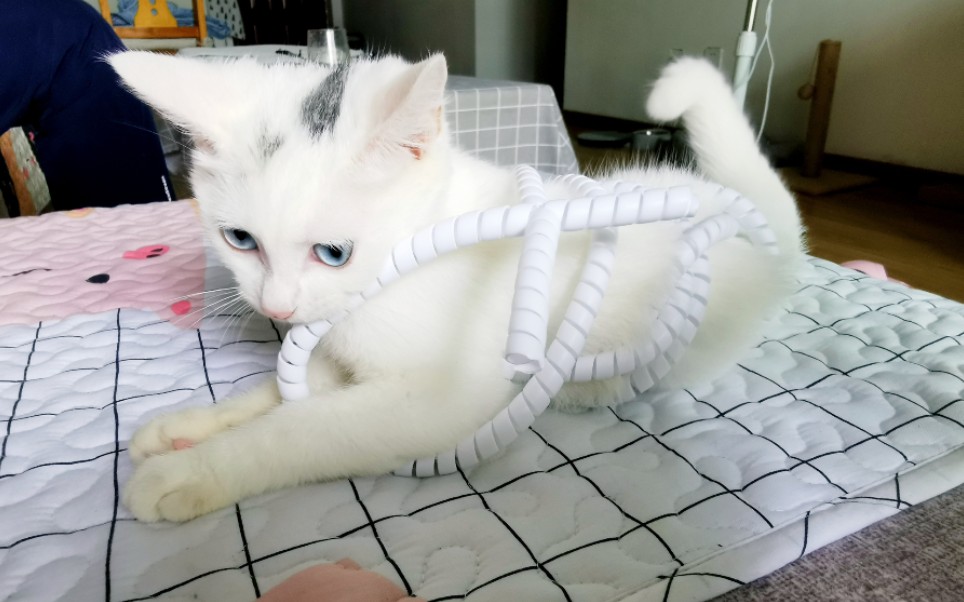 【618】小猫咪的捆绑play