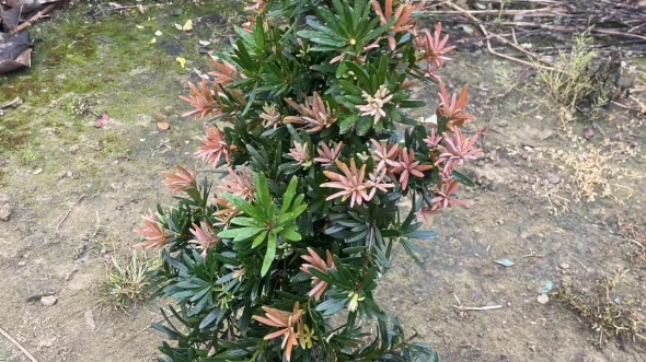 稀有品种紫真趣罗汉松