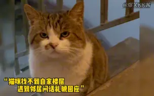 Download Video: 那些懂事又有礼貌的猫咪，谁不稀罕这么乖的猫咪呀