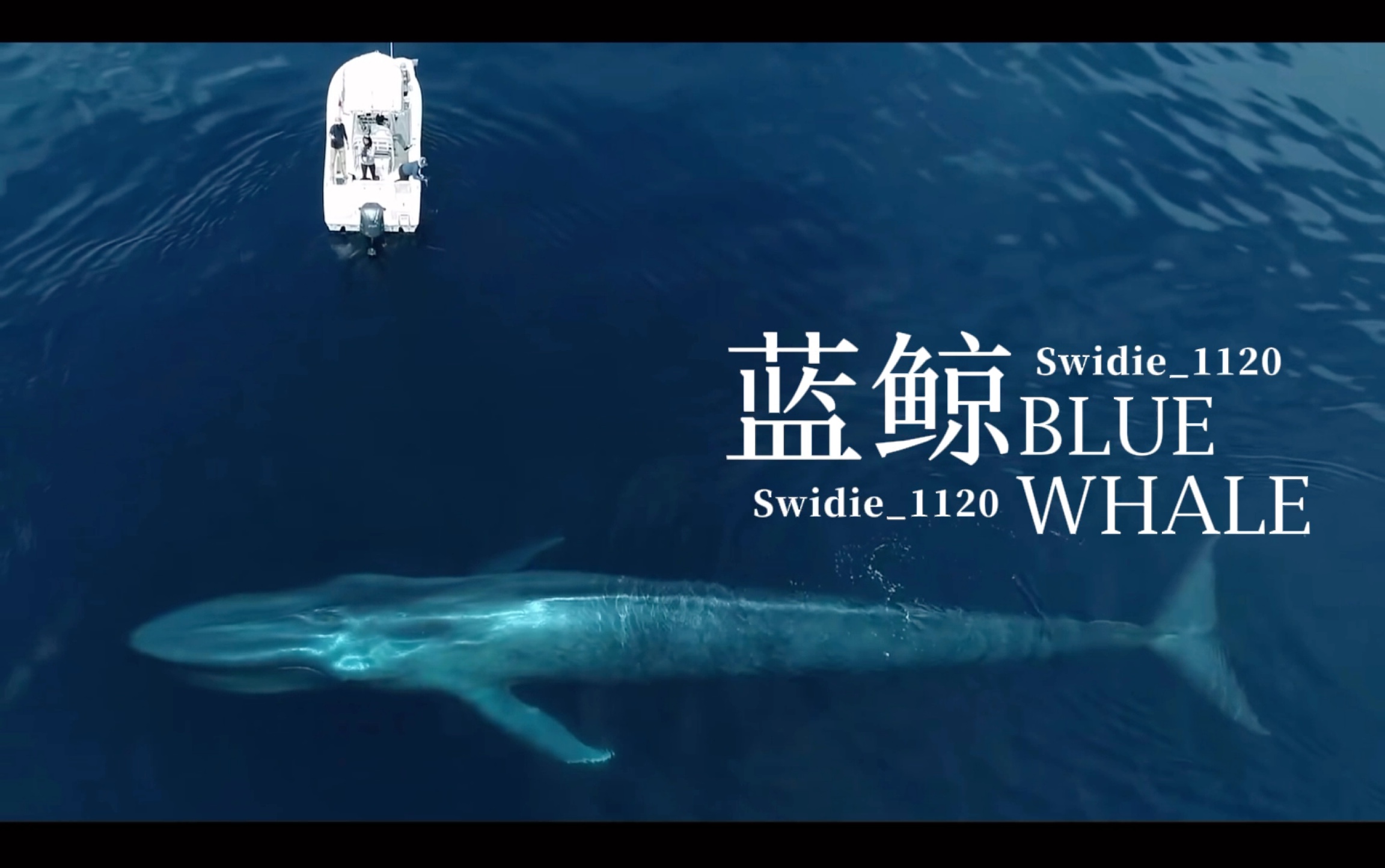 [图]Blue Whale蓝鲸 by_Swidie