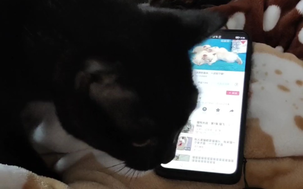 小奶猫的叫声吸引来了……哔哩哔哩bilibili