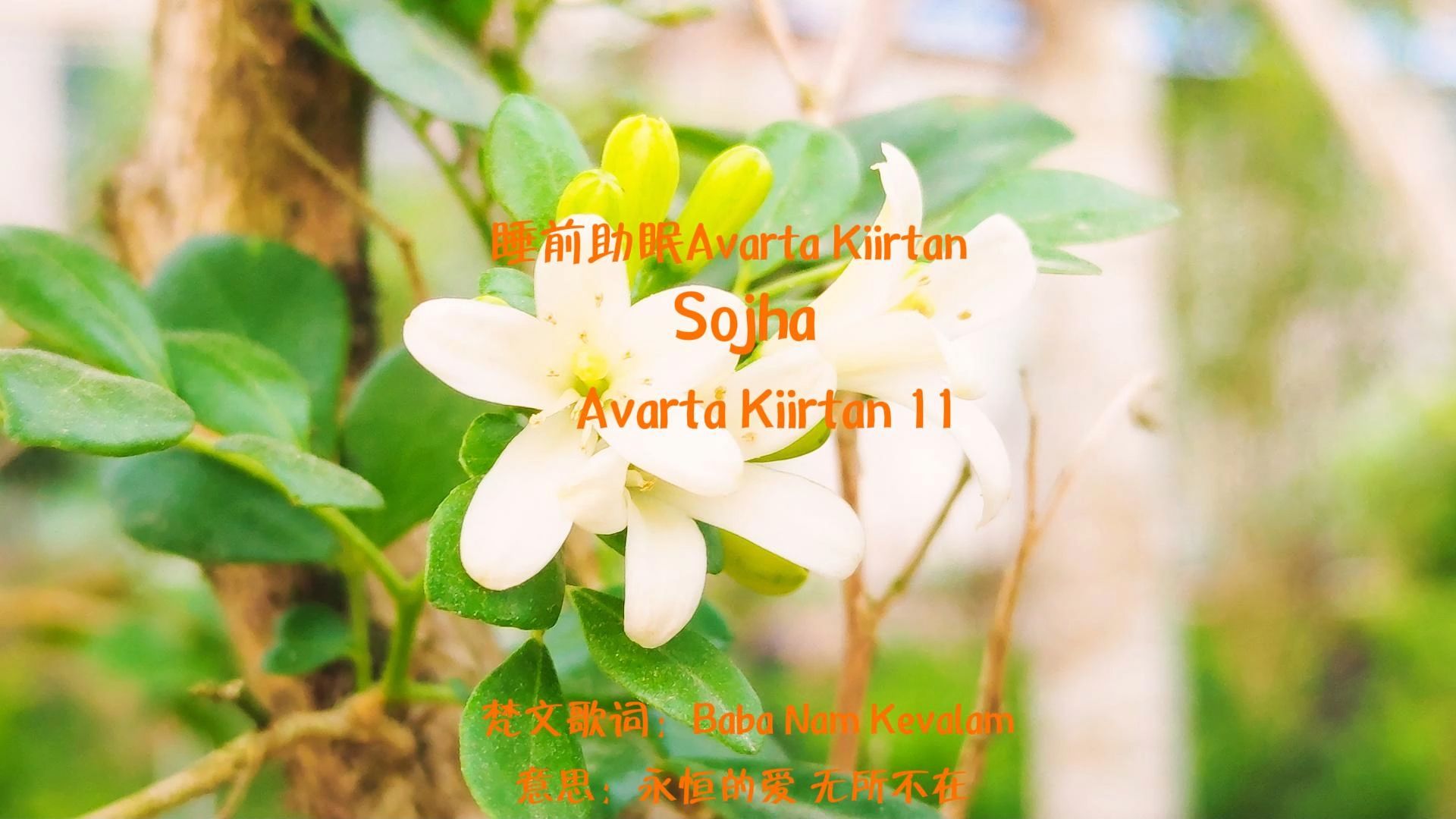 Sojha Avarta Kiirtan 11哔哩哔哩bilibili