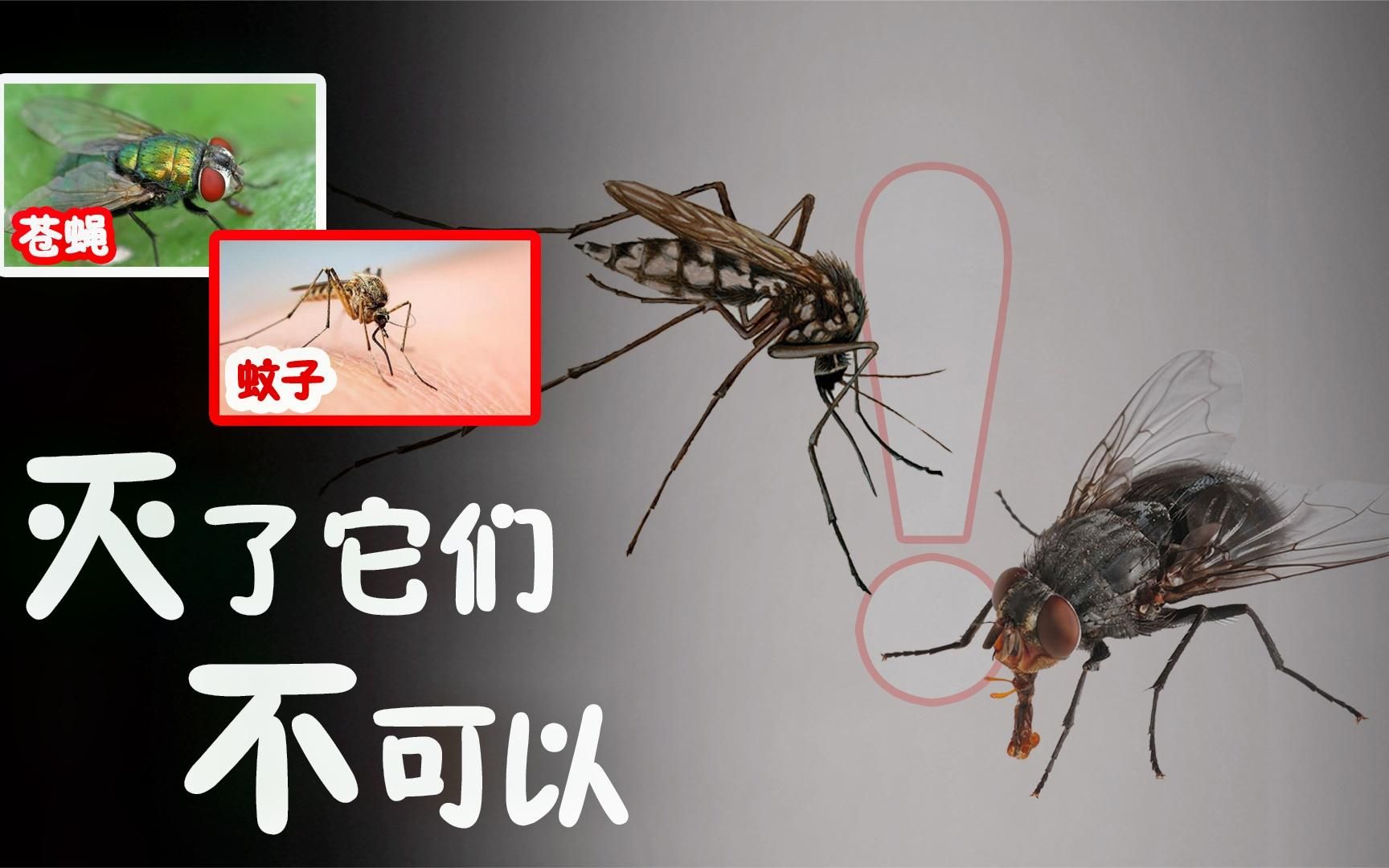 苍蝇蚊子轮班图片