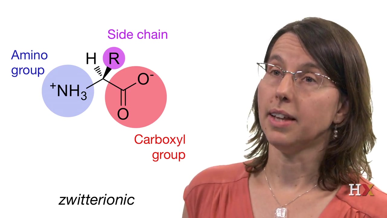 [图]【哈佛大学】生物化学原理(带字幕) - 8.2.1.1 Protein Structure（1）