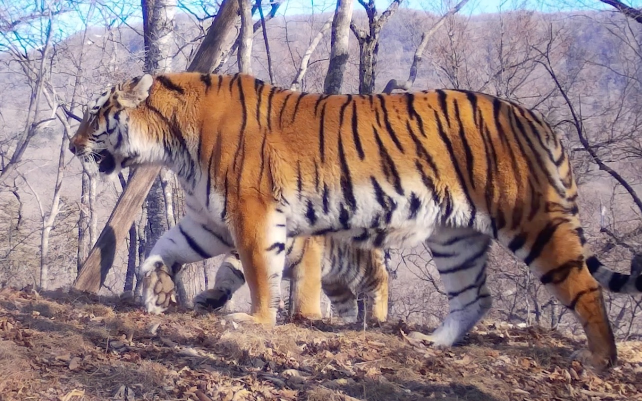 【豹地国家公园】雌性东北虎t48f带崽视频_哔哩哔哩_bilibili