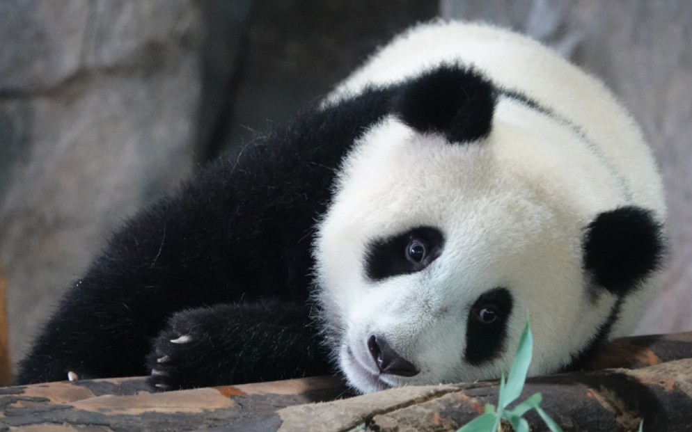 【大熊猫嘉嘉崽】200718一个熊的小时光【大熊猫嘉嘉崽】200712出水