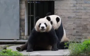 下载视频: 青露吓唬姐姐青花，反被麻麻盼青rua【大熊猫盼青】【大熊猫青花青露】