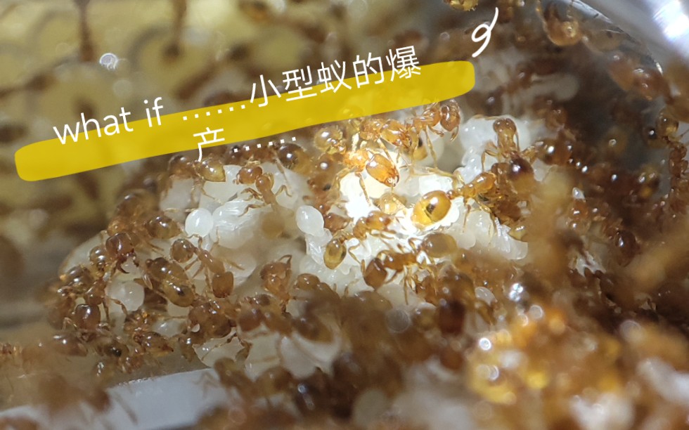 贾氏火蚁(迷你火蚁)开始爆产之路.