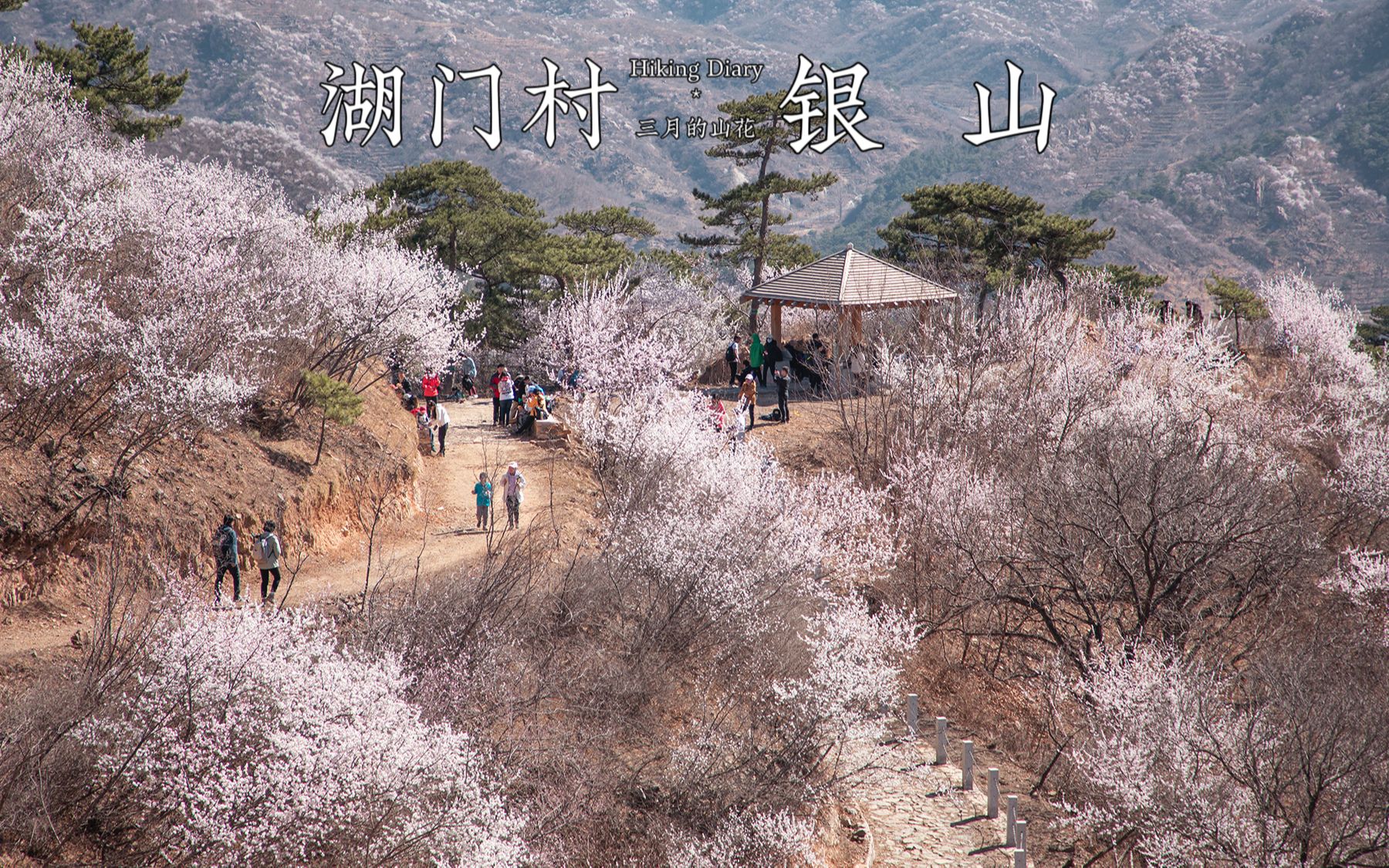 昌平湖门村望宝川村银山春日赏山花环线,北京亲子户外徒步遛娃哔哩哔哩bilibili