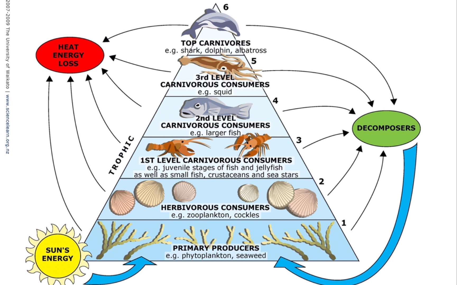 海洋生物链图示图片