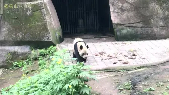 下载视频: 【重庆动物园】敬业老员工灵灵大爷