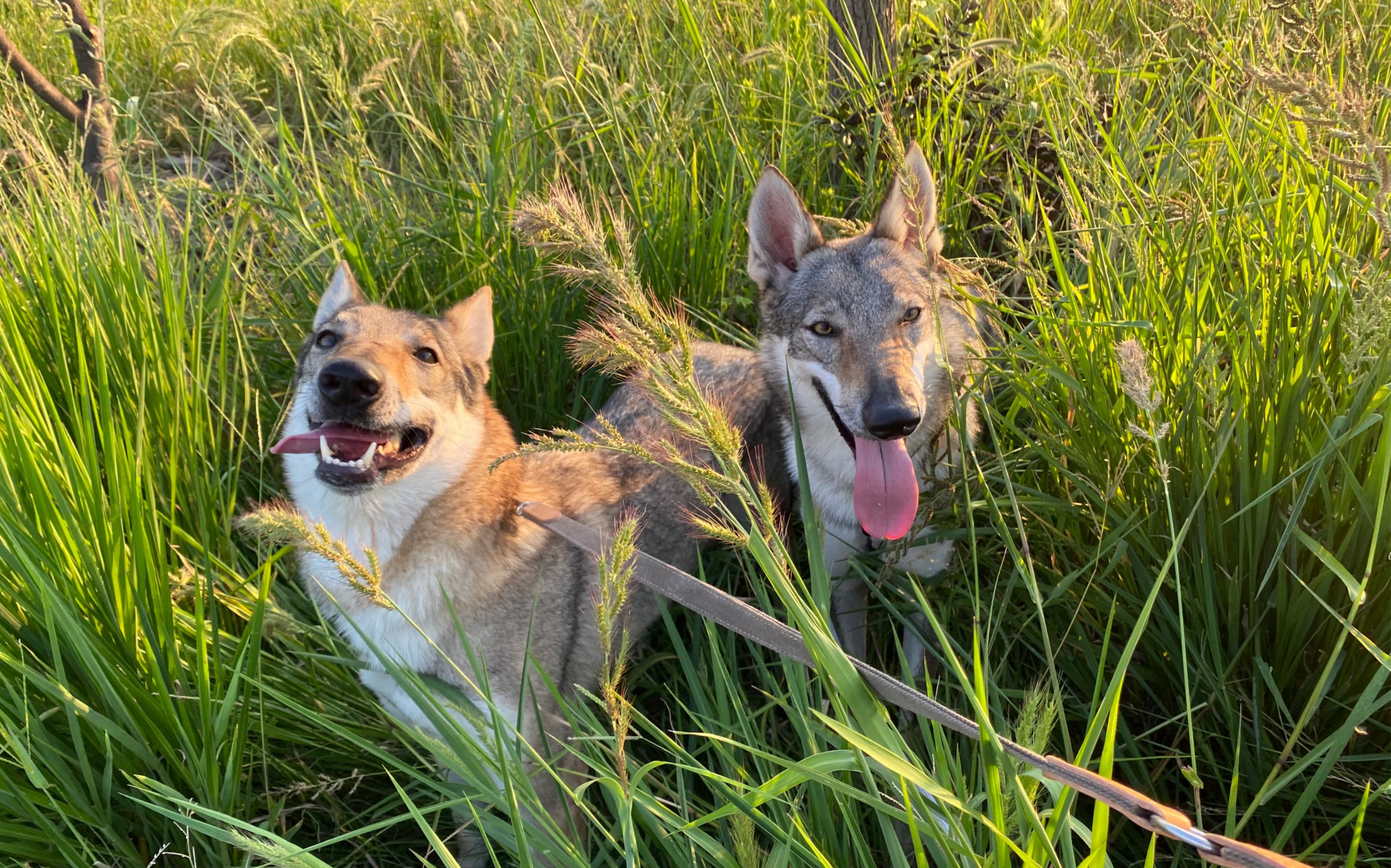 捷克狼犬日常散步速效减肥累死我了