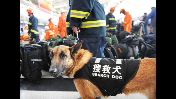 中国救援队首次携犬出国救援哔哩哔哩bilibili