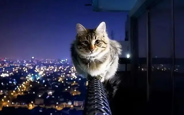 速冻猫犊子的个人空间 哔哩哔哩 Bilibili