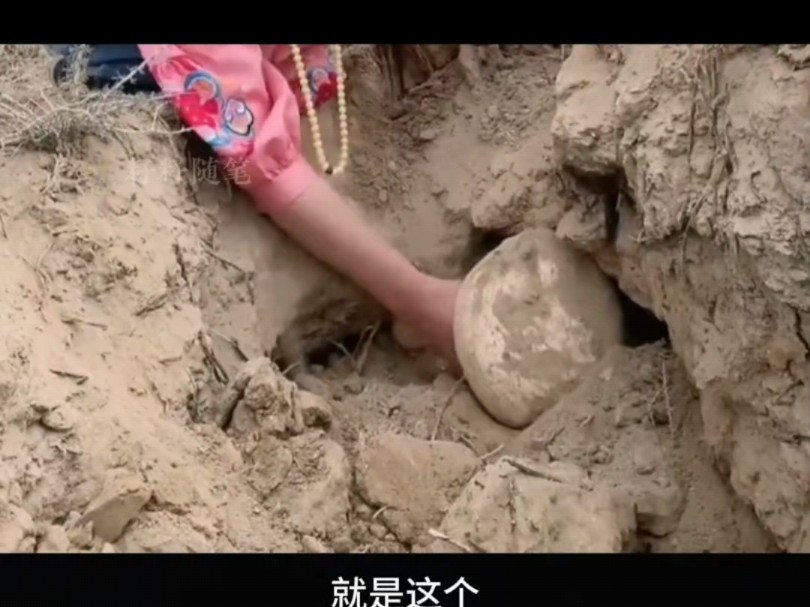 长在沙地里的蘑菇,它叫中国美味蘑菇中国哔哩哔哩bilibili